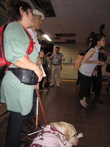「参加した盲導犬」の写真