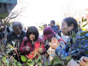 ユーカリの葉を触る参加者の写真