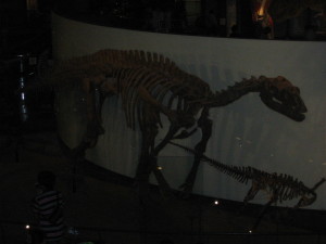 恐竜博物館の展示（その３）